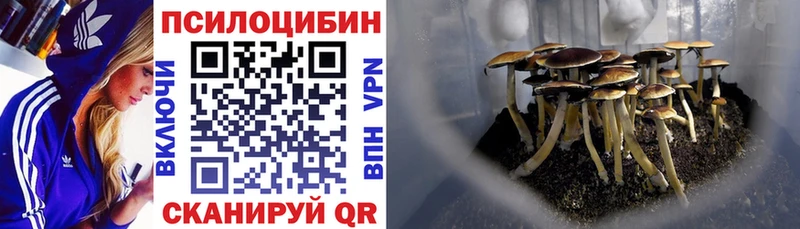 Галлюциногенные грибы Psilocybine cubensis  Тула 